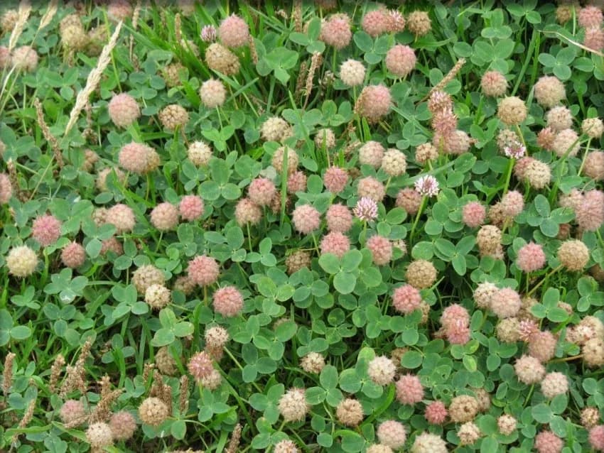 Strawberry Clover