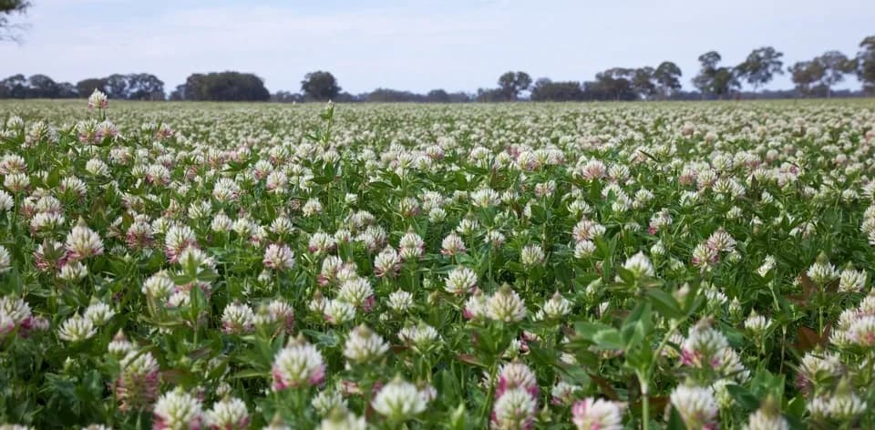 Arrowleaf Clover