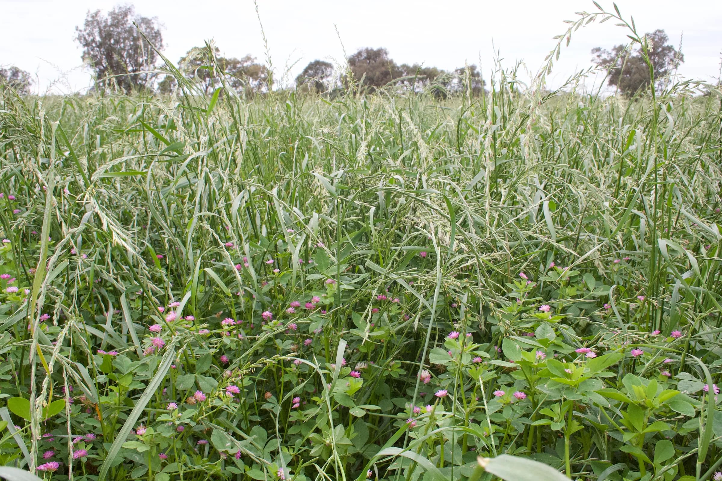 Silahay Pasture Mix