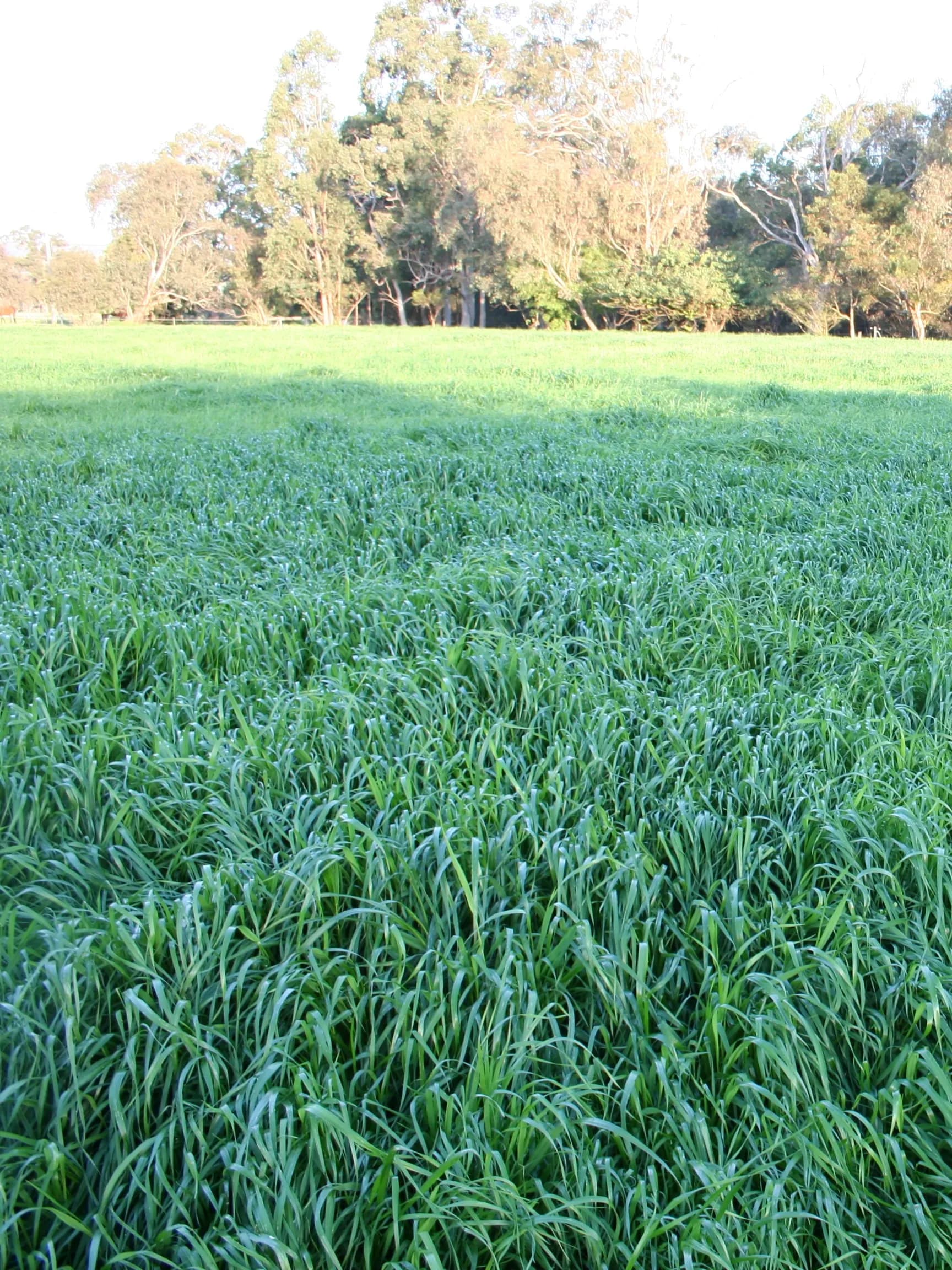 Abundant Tetraploid Annual Ryegrass