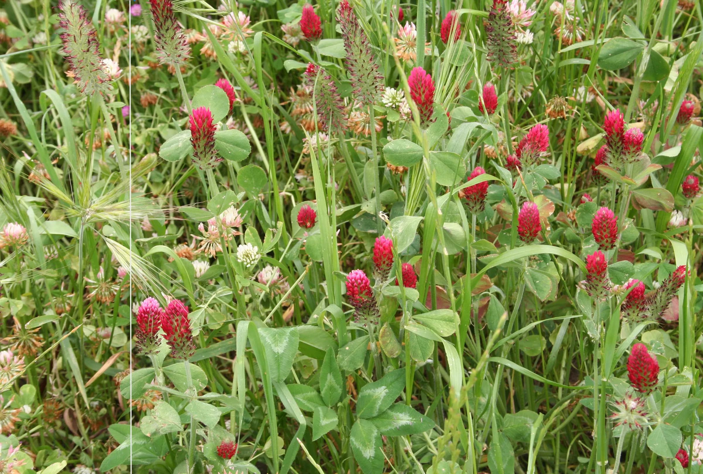 SouWest Pasture Mix