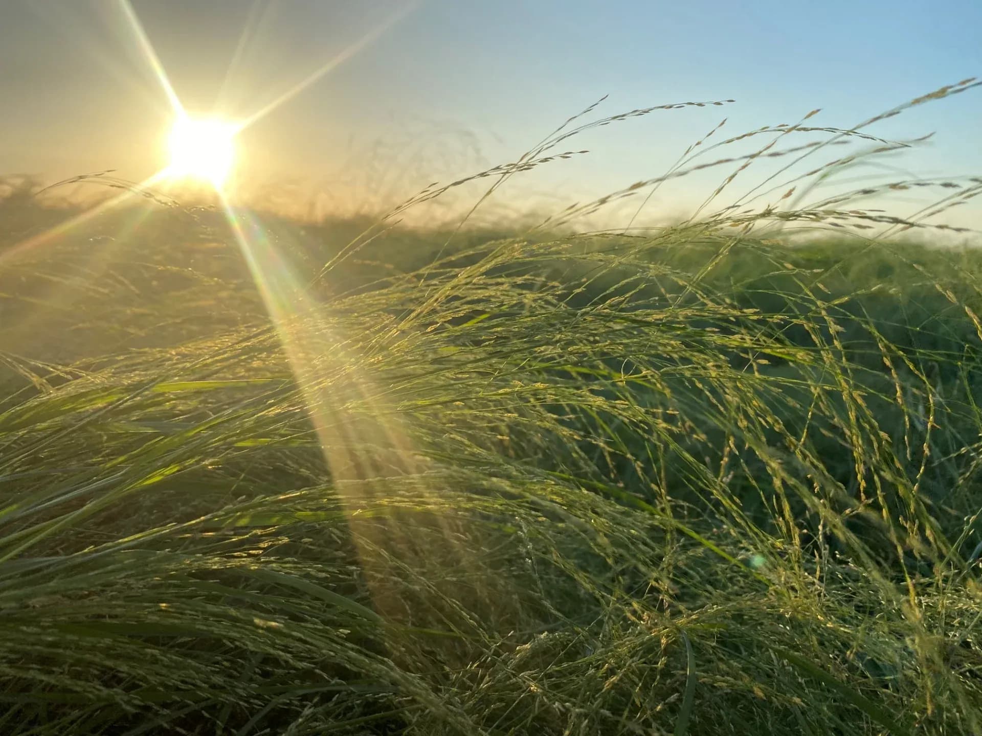 Teff Grass