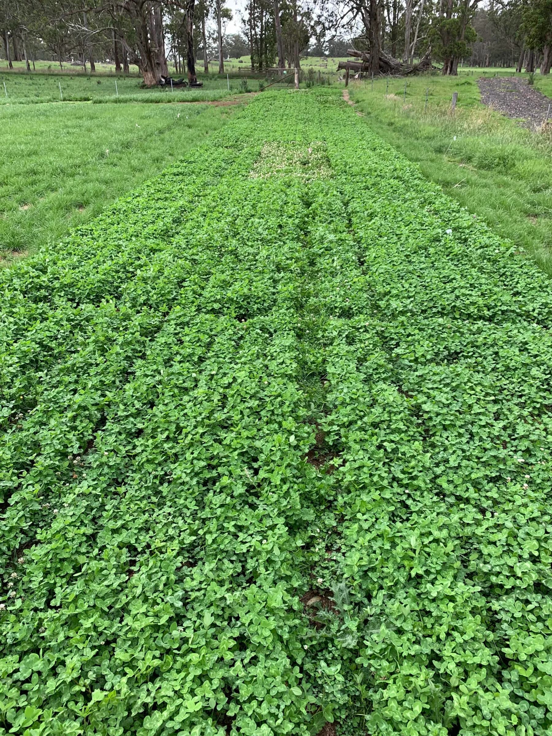 Red Clover