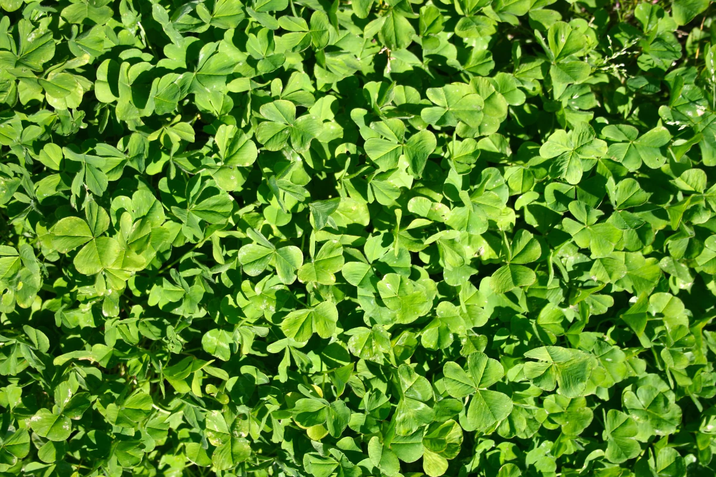 Urana Subterranean Clover