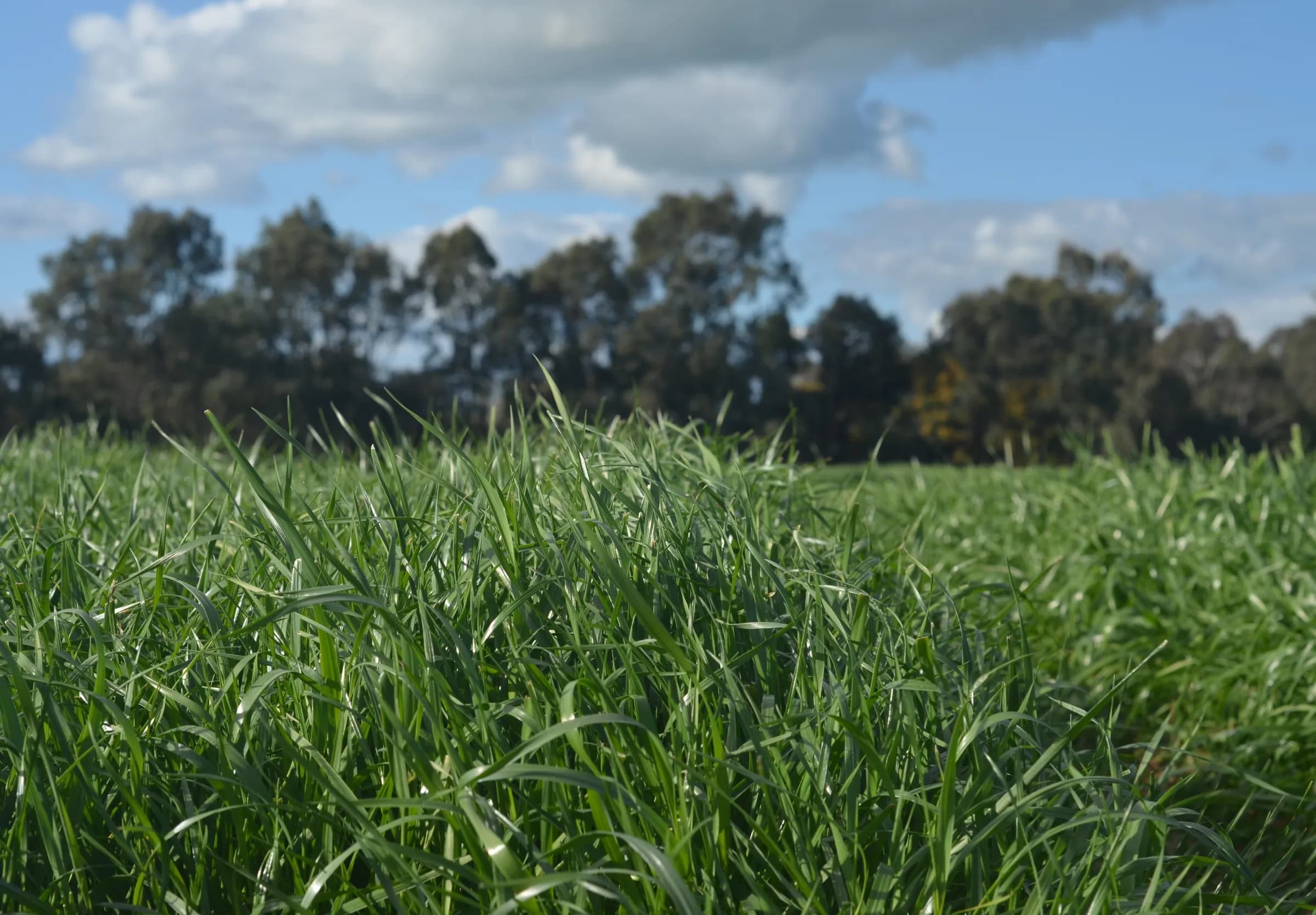 Safeguard Diploid Annual Ryegrass
