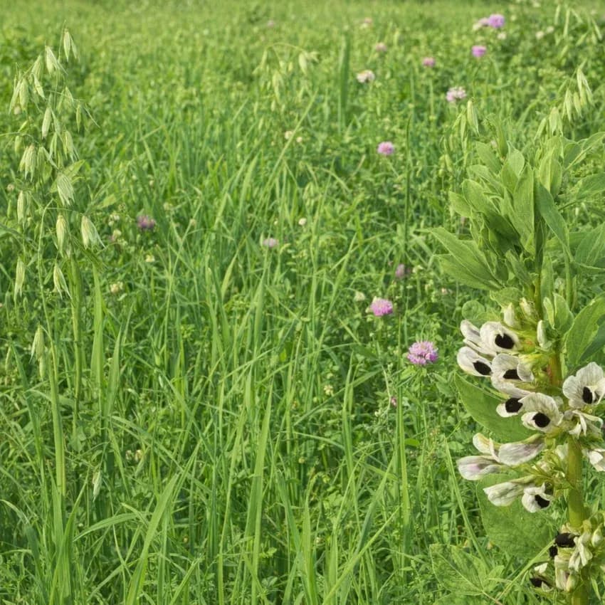 Green Manure Mix