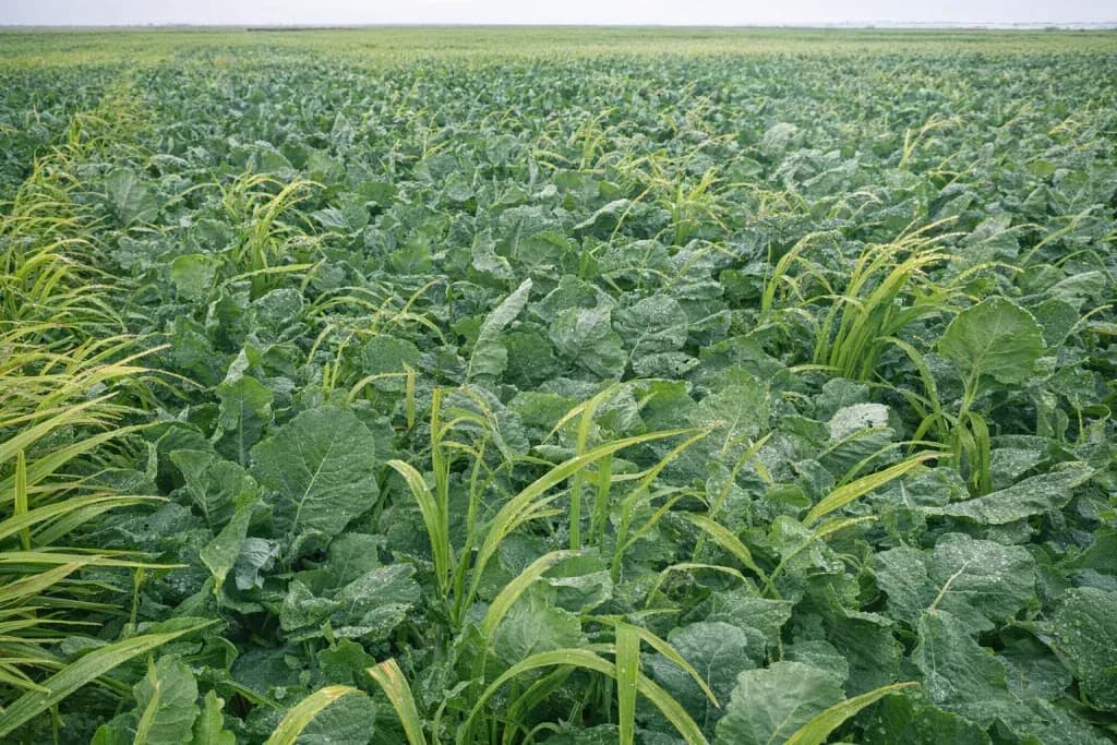 Cover Crop Plus Summer Mix