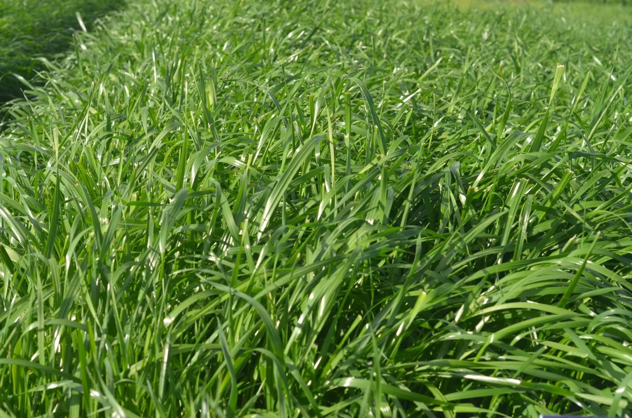 Amazon T Tetraploid Annual Ryegrass