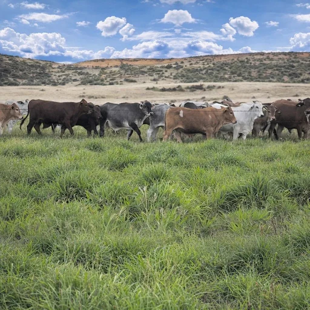WA Northern Perennial Pasture Mix