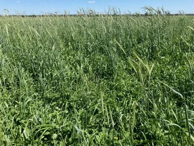 MaxiMix Pasture Mix