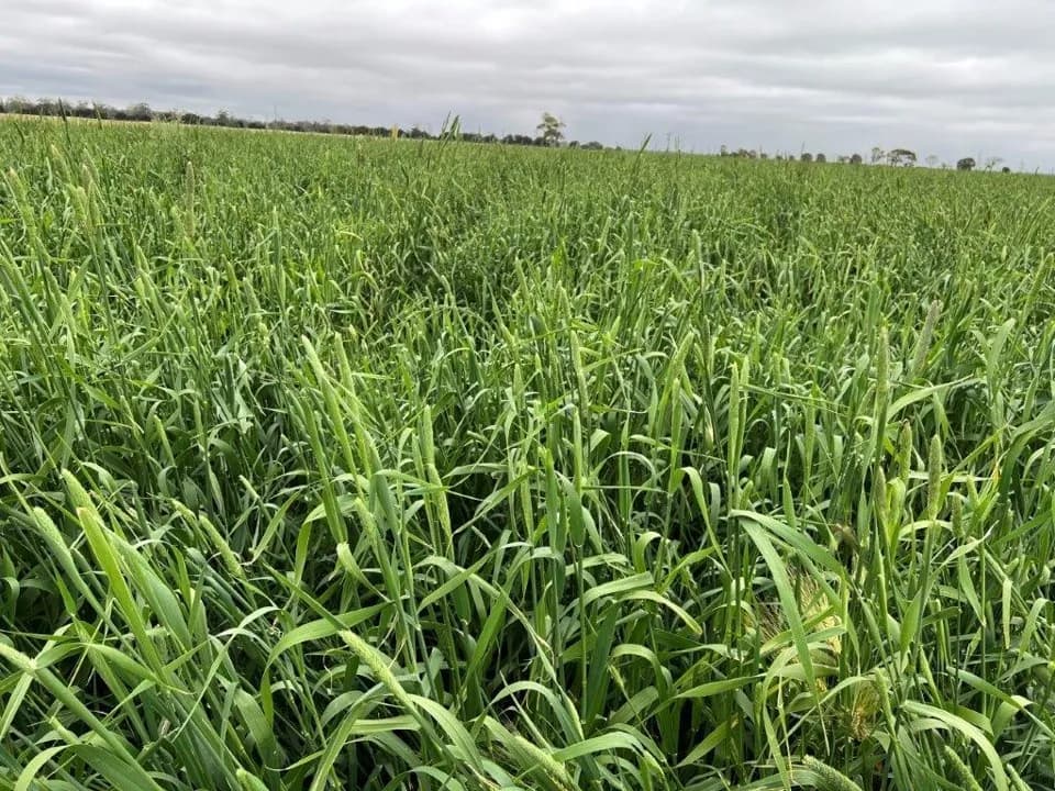 Amass Tetraploid Italian Ryegrass