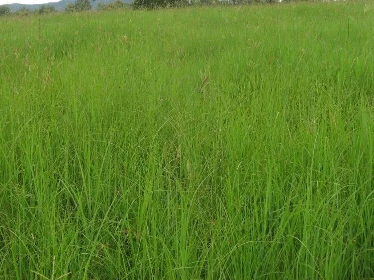 Reclaimer Rhodes Grass