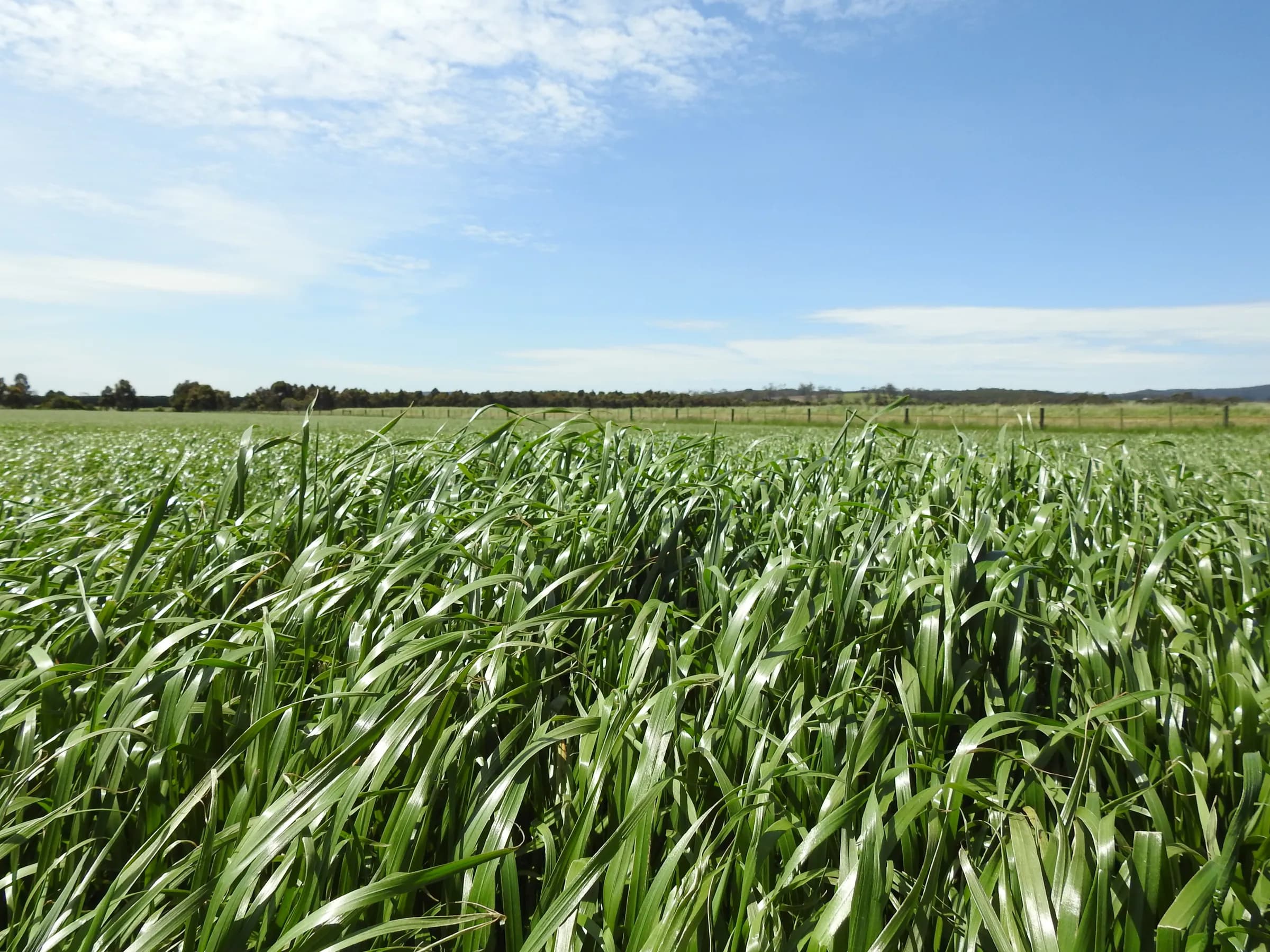 Dargo Diploid Italian Ryegrass