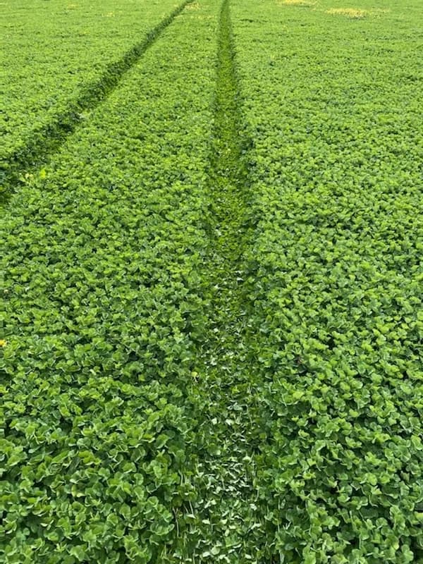 Dalkeith Subterranean Clover