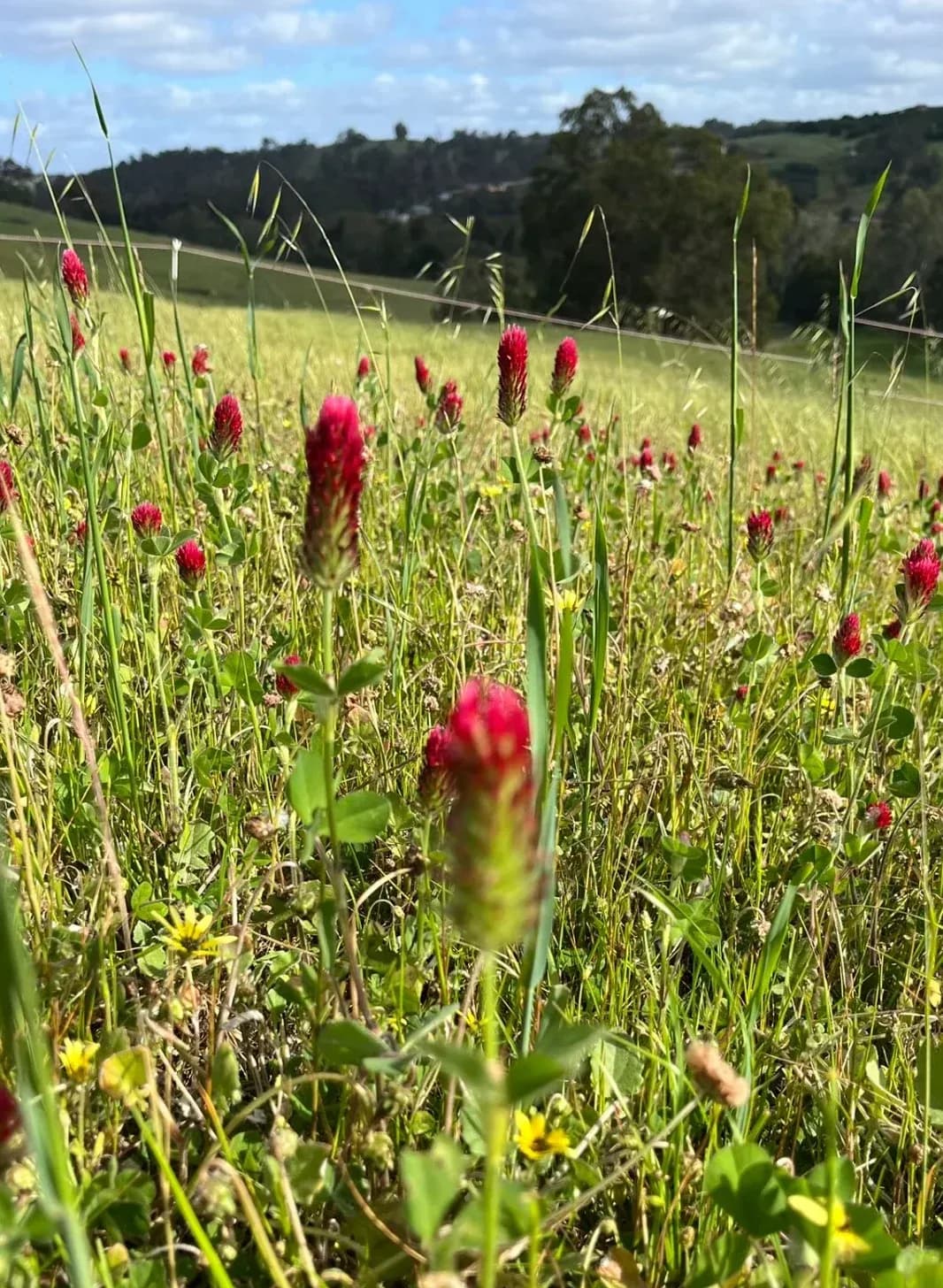 Cover Crop Plus Winter Mix