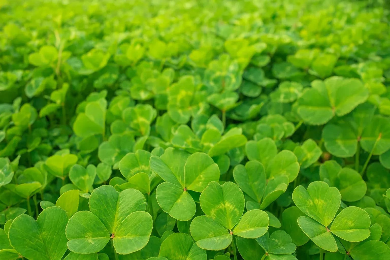 Seaton Park Subterranean Clover
