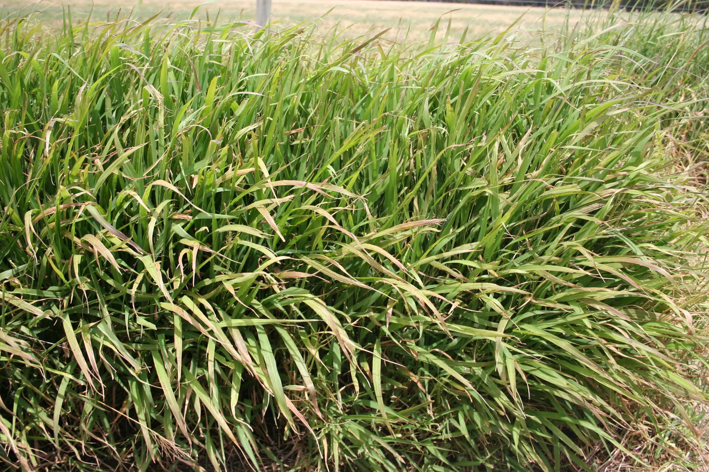 Gatton Panic Grass