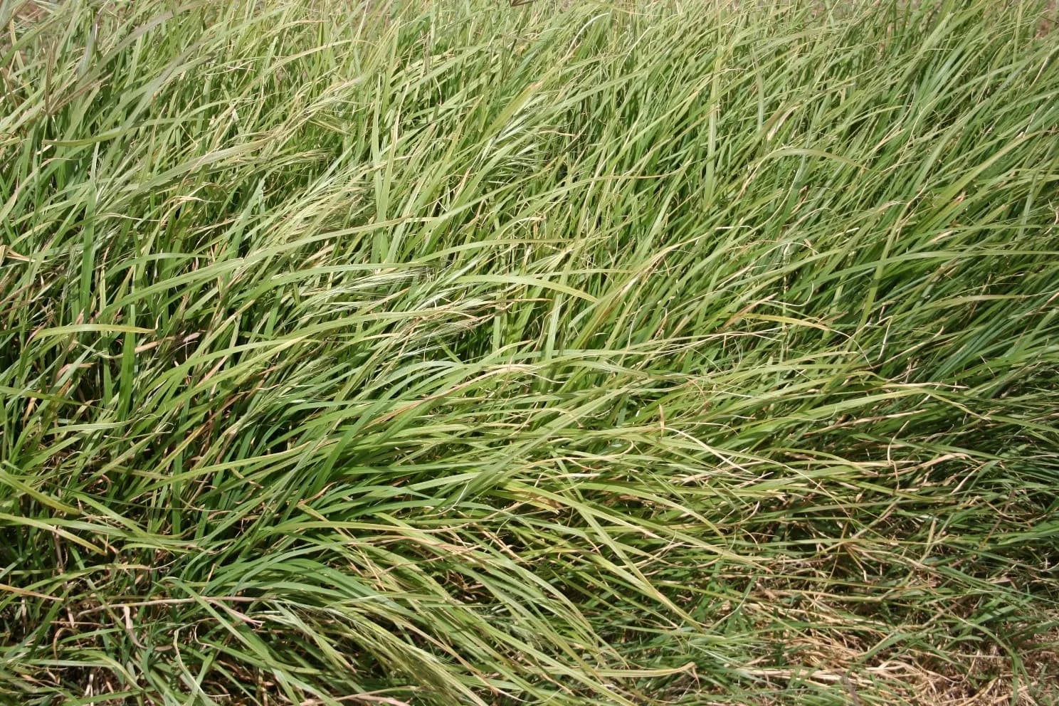 Finecut Rhodes Grass