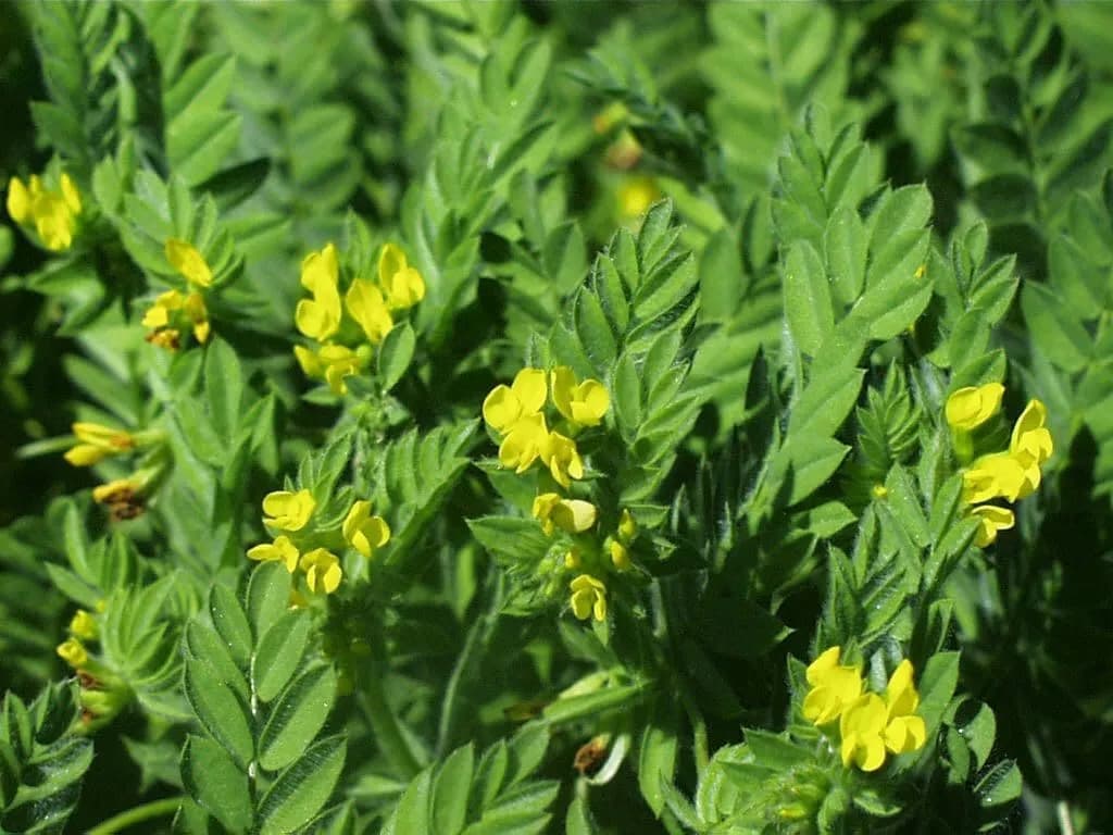 Santorini Yellow Serradella