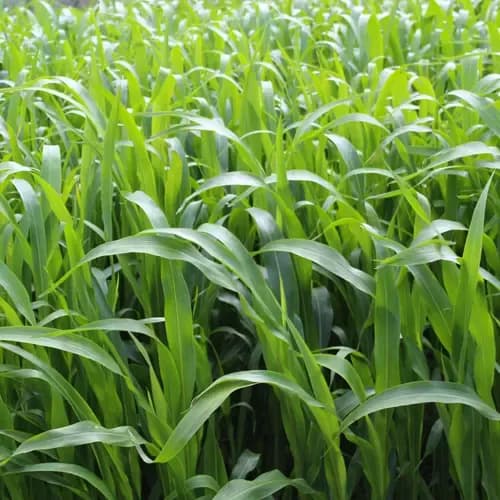 Bounty Forage Sorghum