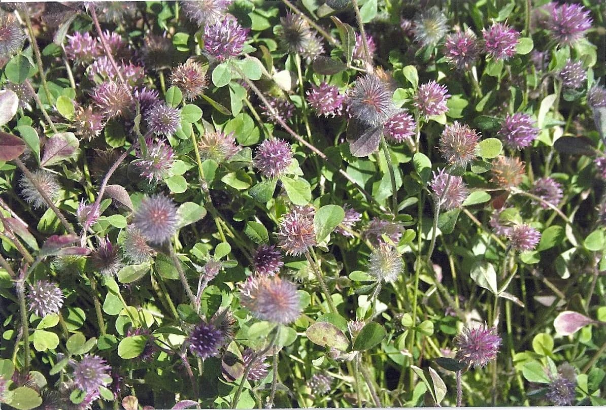 Hykon Rose Clover