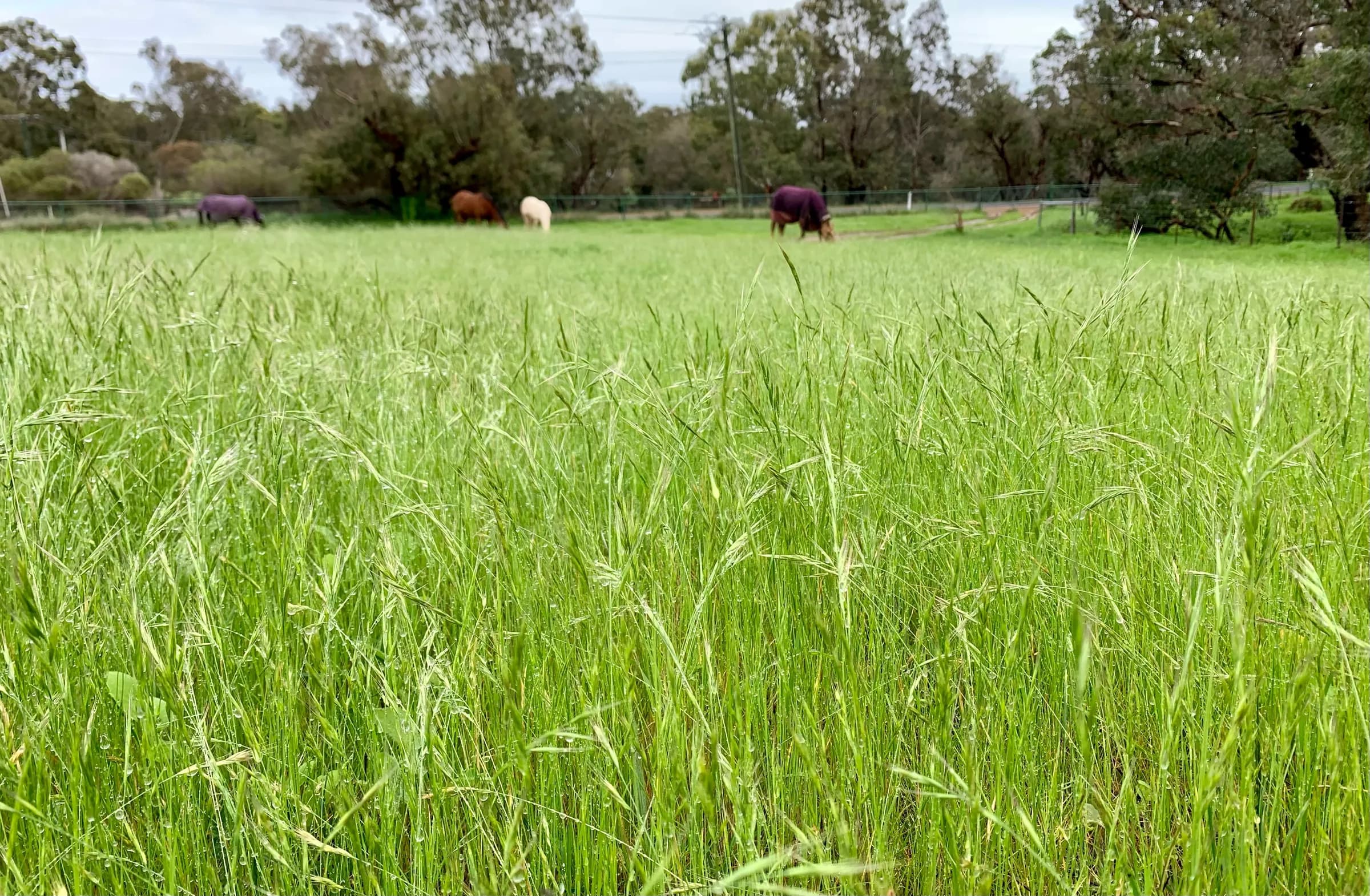 Equi1st Pasture Mix