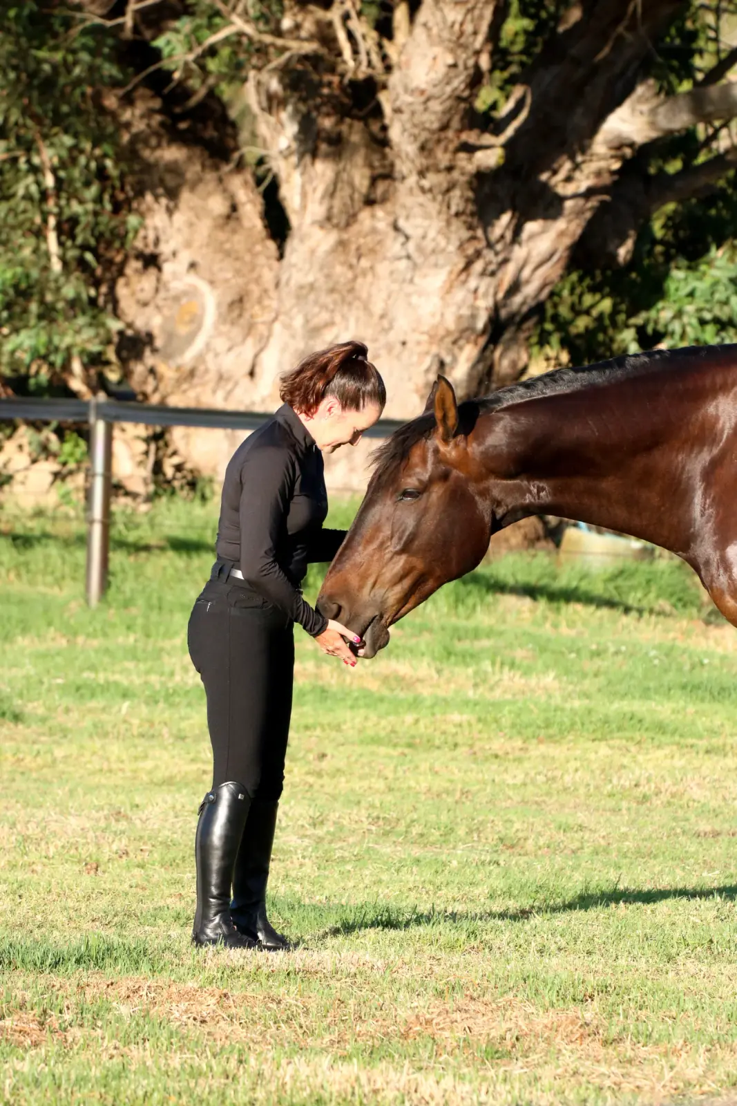 Aspire Equine's year-round high performance pasture success — body